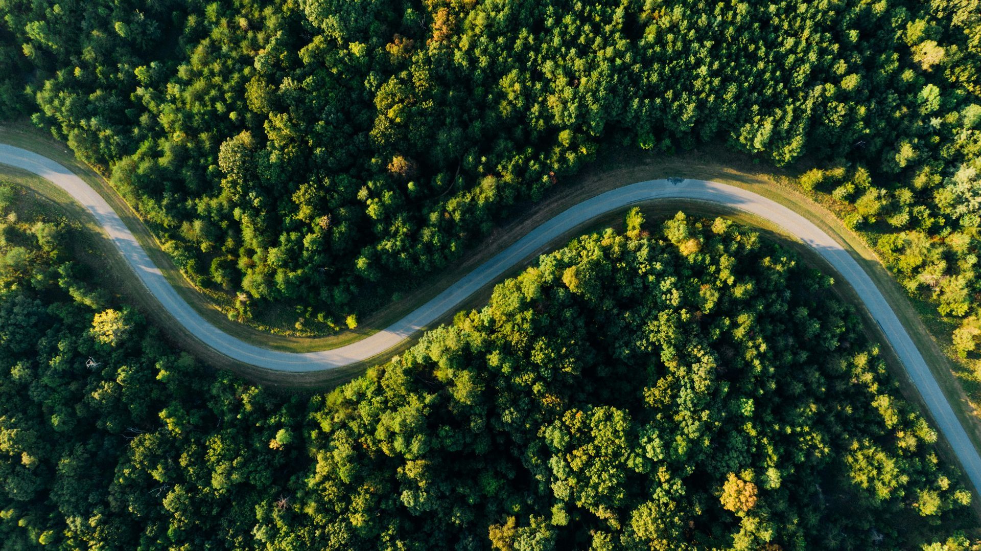 Winding road through lush green forest, aerial view. Sunlight on trees, shadows on the road.