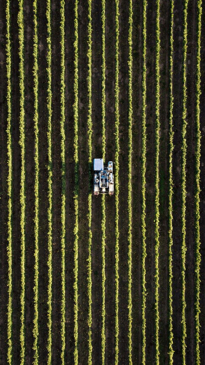 Small tractor in a crop field with neat yellow-green rows viewed from above.