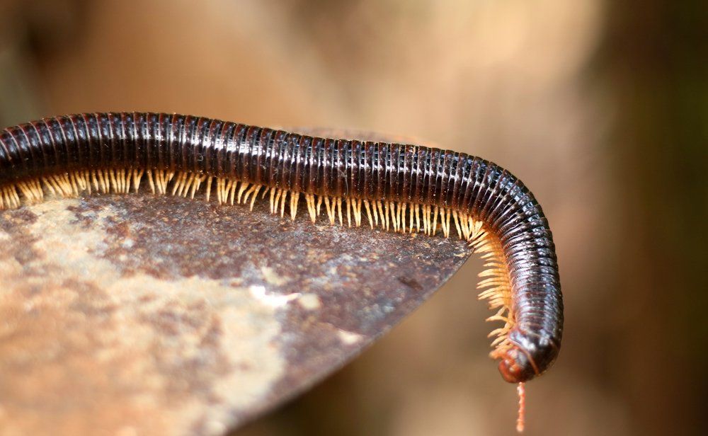 A Millipede — Charlotte, NC — NuEra Pest Control