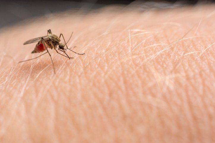 A Mosquito — Charlotte, NC — NuEra Pest Control