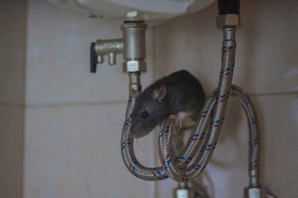 Mice — Charlotte, NC — NuEra Pest Control
