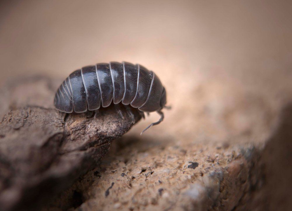 Rolly Pollies — Charlotte, NC — NuEra Pest Control