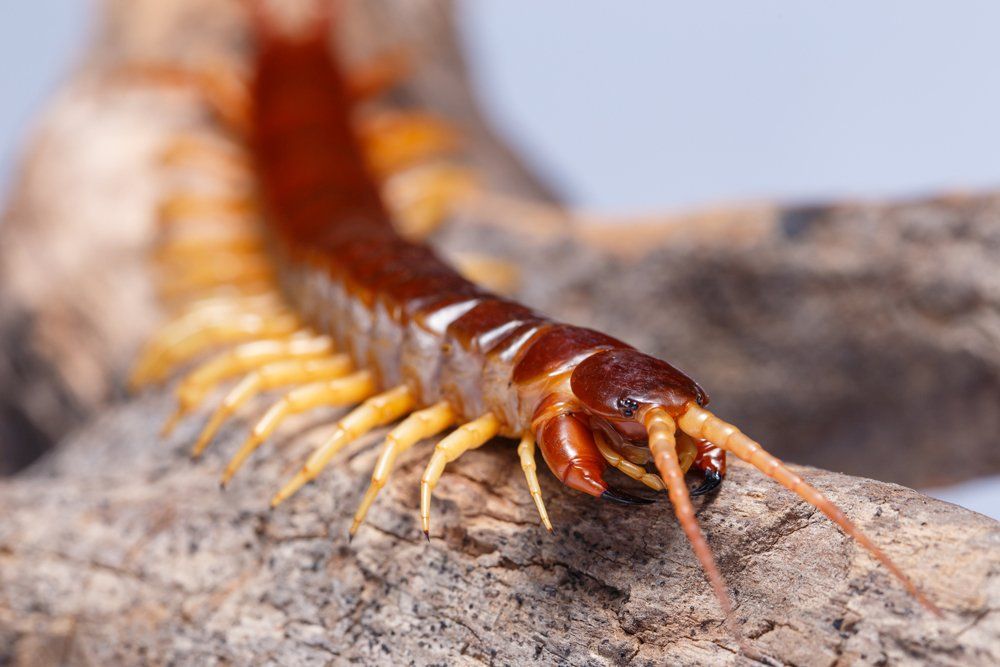 A Centipede — Charlotte, NC — NuEra Pest Control