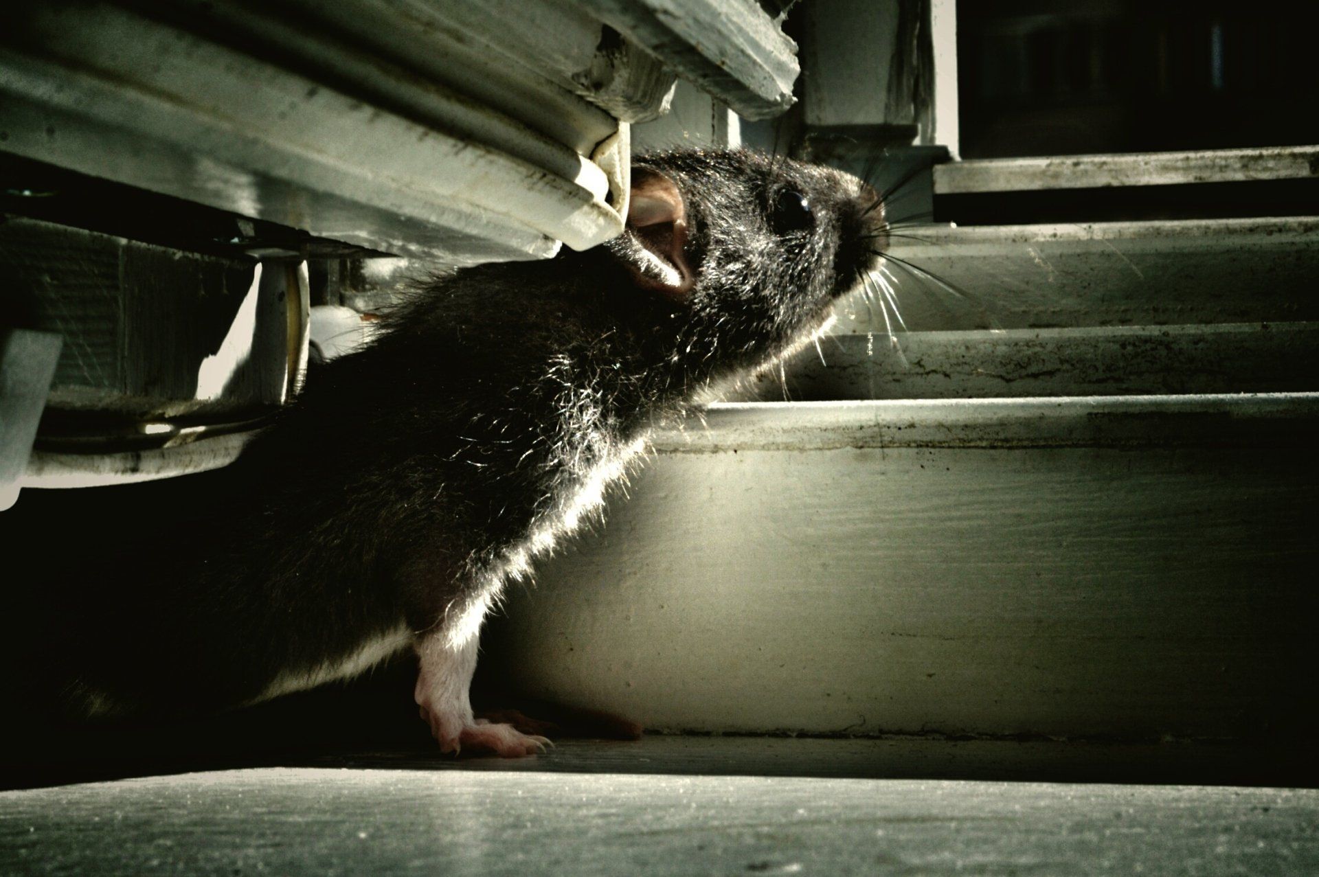 A Bed Bug On A Cloth — Charlotte, NC — NuEra Pest Control