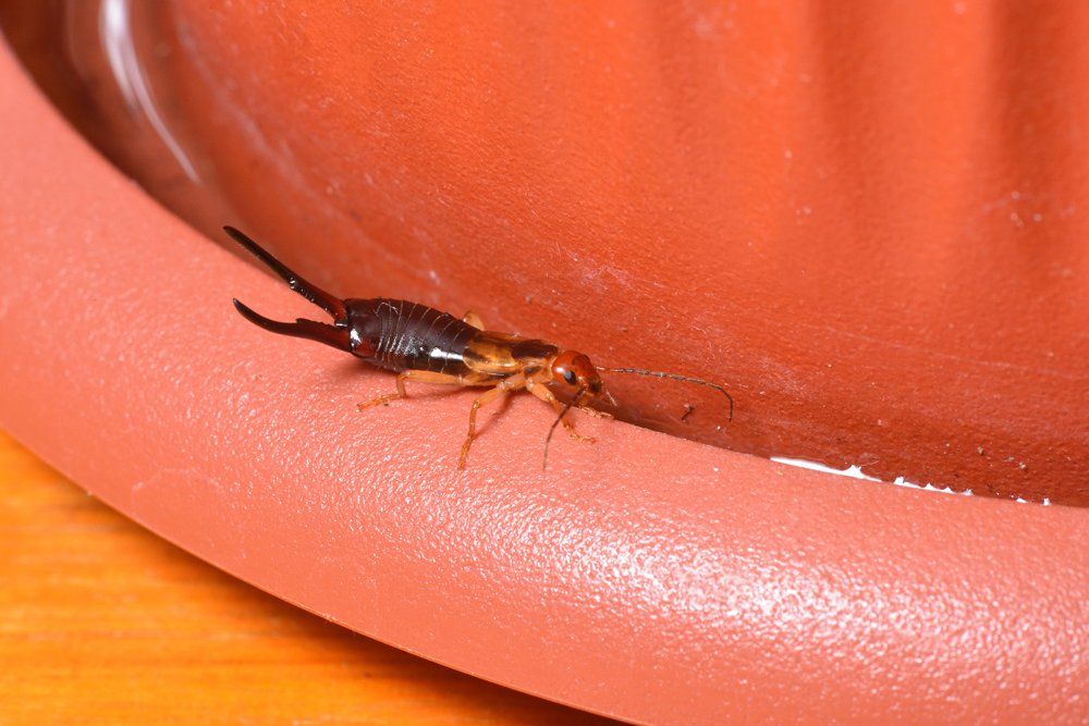A Earwig — Charlotte, NC — NuEra Pest Control