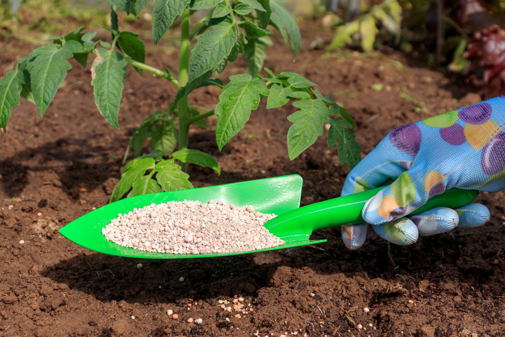 Gloved hand holds a green trowel with granular fertilizer, adding it to the soil near a tomato plant.