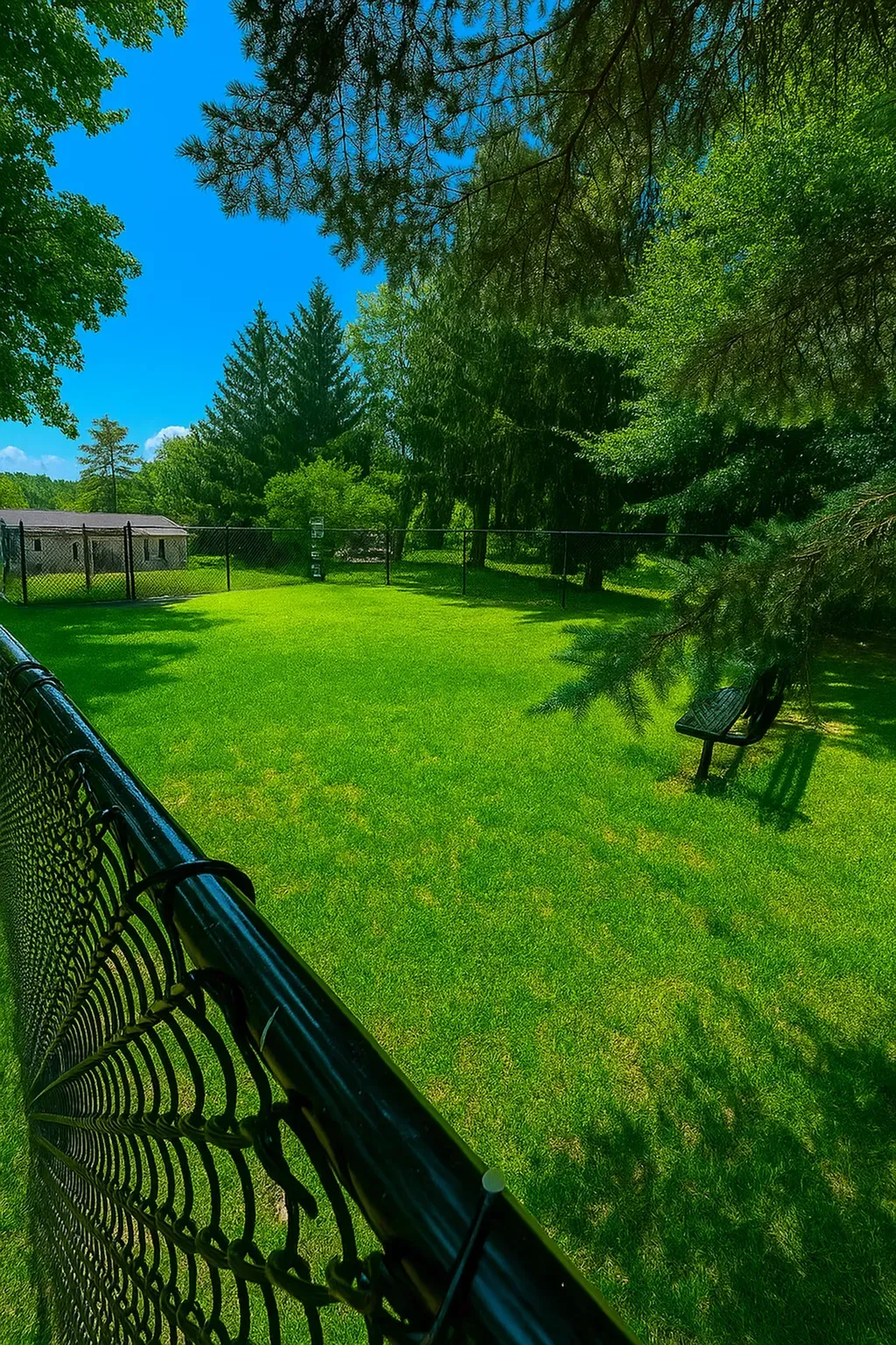 Lush green yard with a bench, surrounded by trees and a black fence under a bright blue sky.