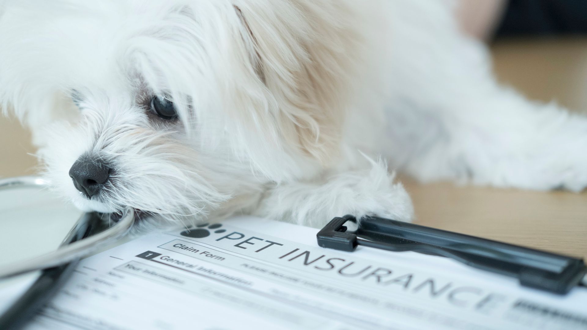 White dog with head resting on pet insurance paperwork.
