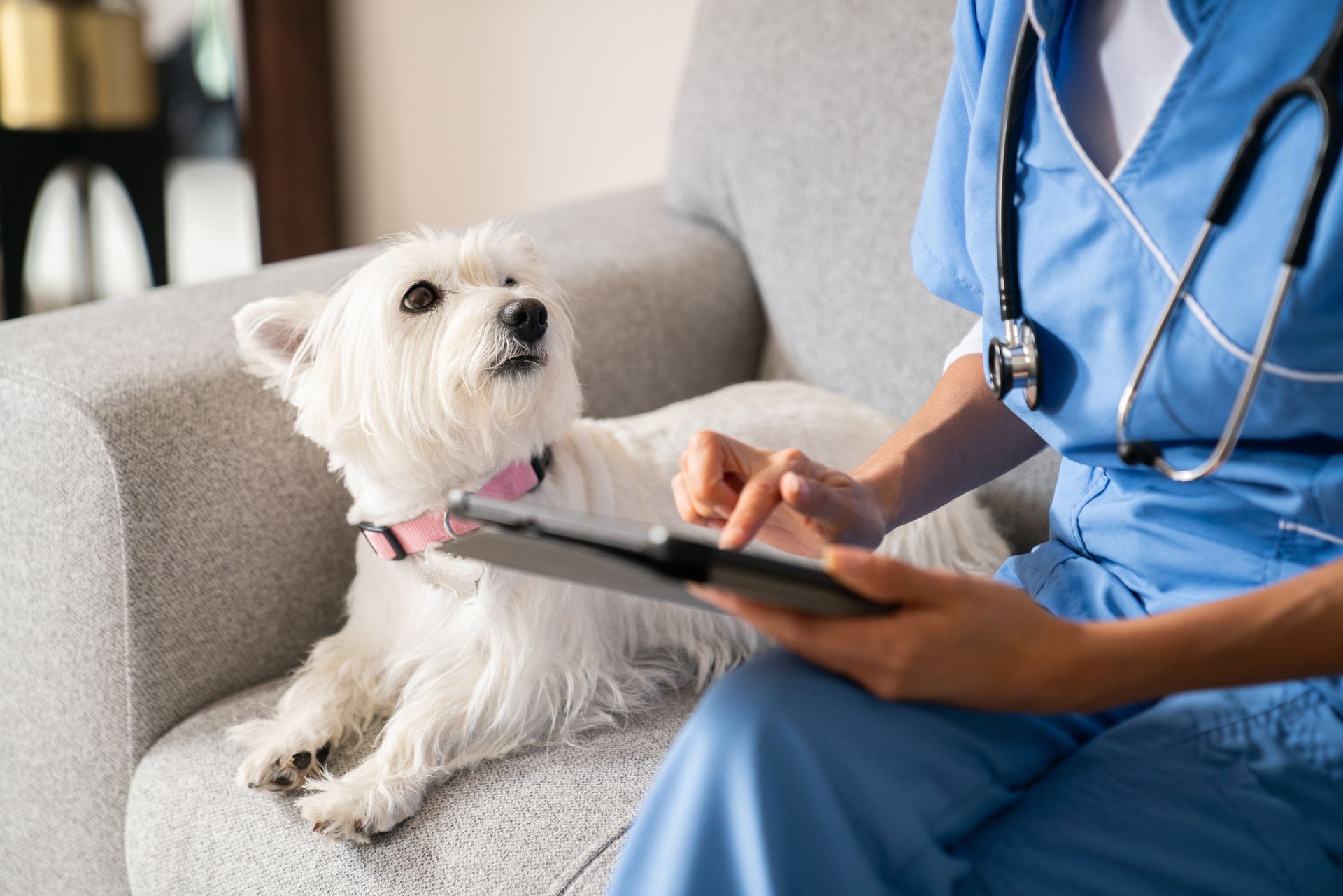 White dog being examined by a vet in blue scrubs on a gray couch, looking up.