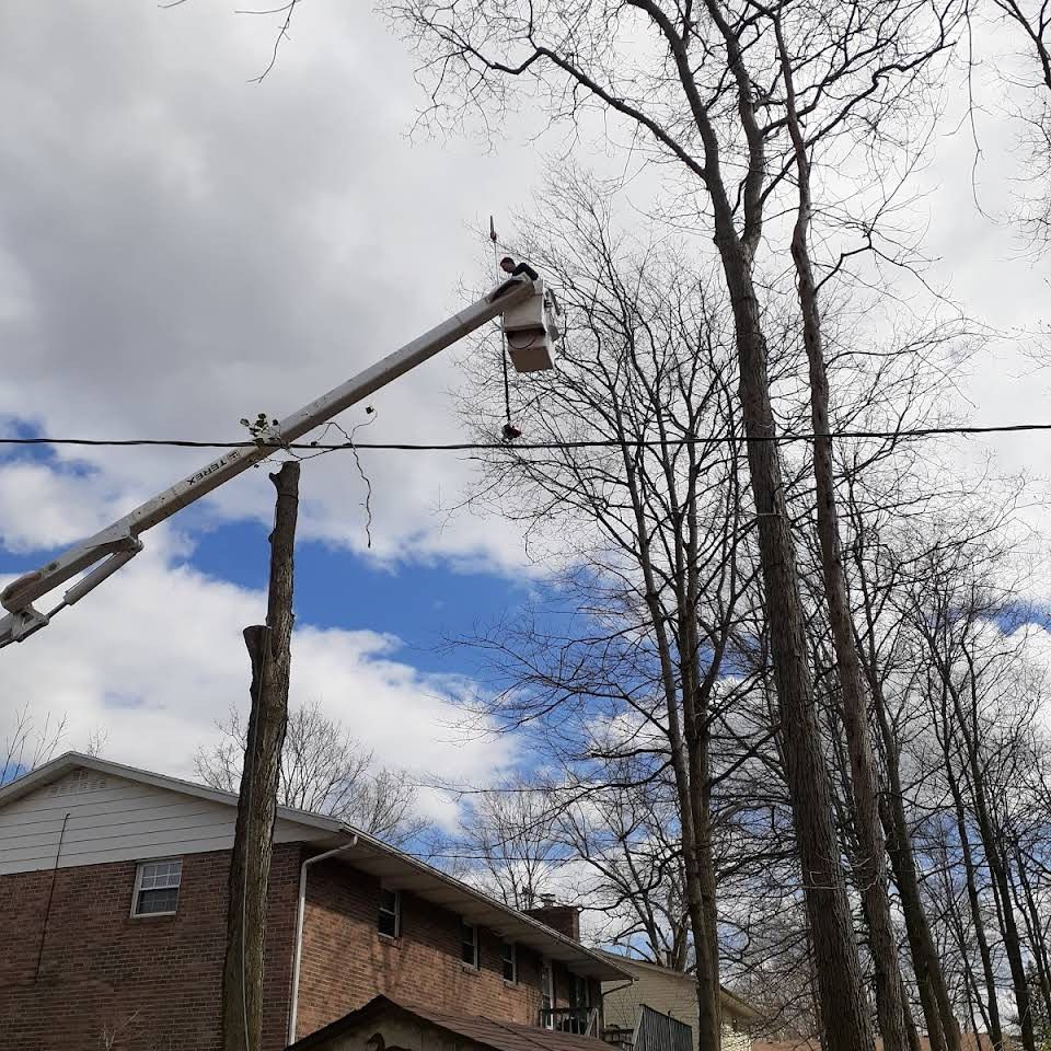 A man in a bucket is cutting a tree in front of a house.