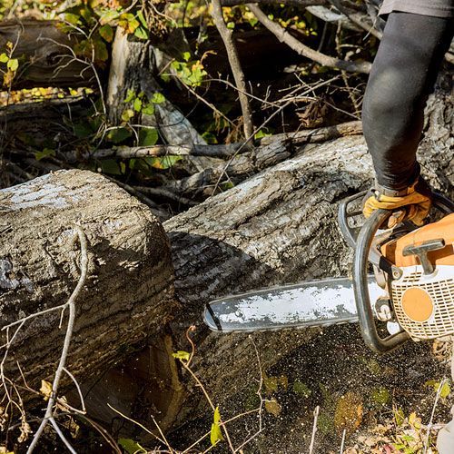 A person is using a chainsaw to cut a tree stump.
