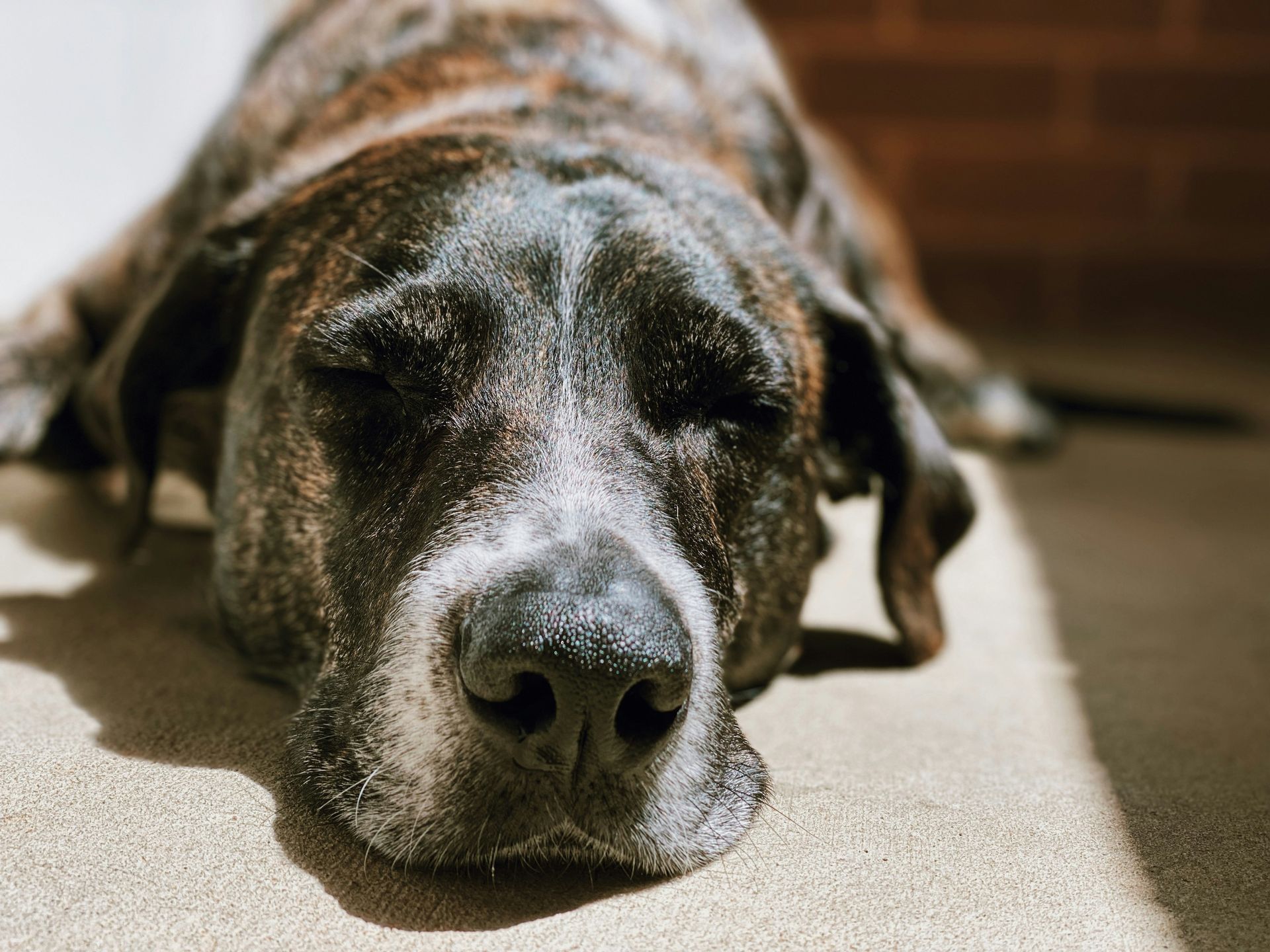 Does A Dog Feel Pain During Euthanasia?