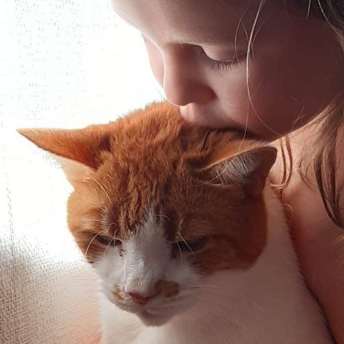 Cat home euthanasia in Bridgend