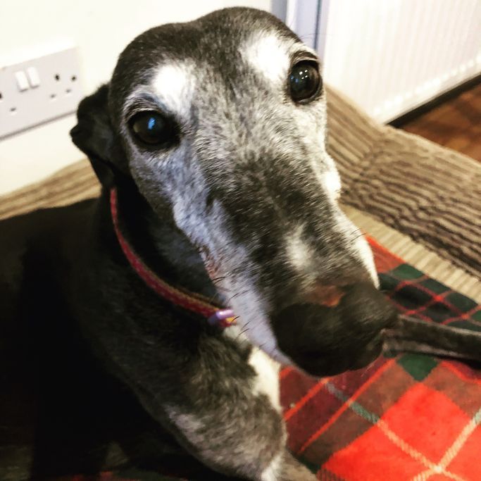 Dog home euthanasia in Cowbridge