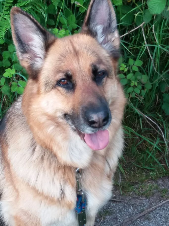 Dog home euthanasia Port Talbot