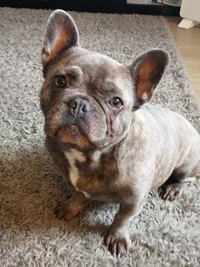 Dog put to sleep at home in Porth