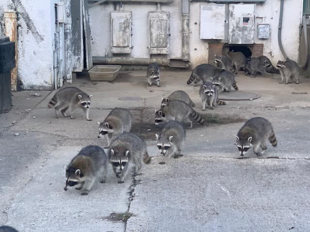 JPC Exterminating offers Rodent Control in the Greater New Orleans area