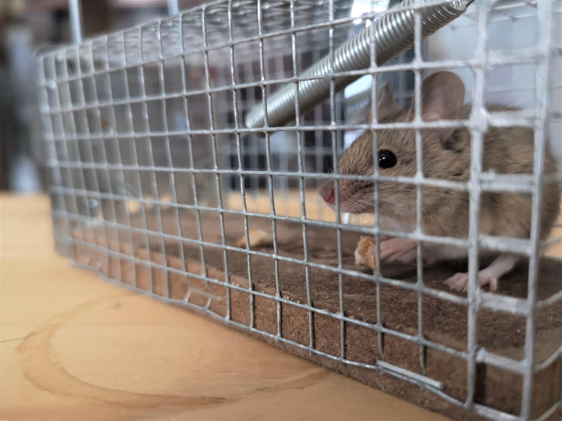 A mouse is sitting in a wire cage on a wooden table.