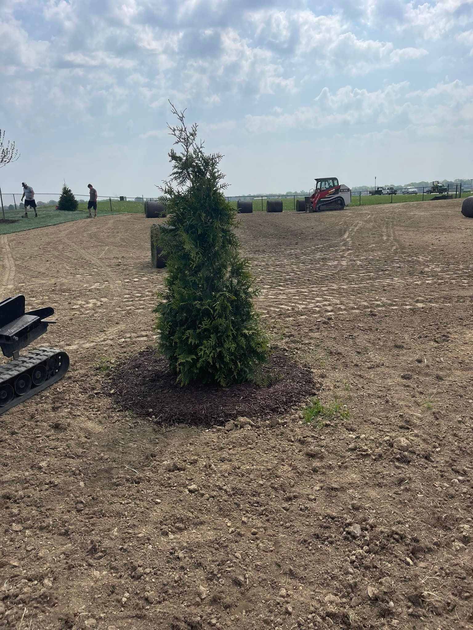 Young tree in a field with wood chips around the base. Tractor and hay bales in the background.