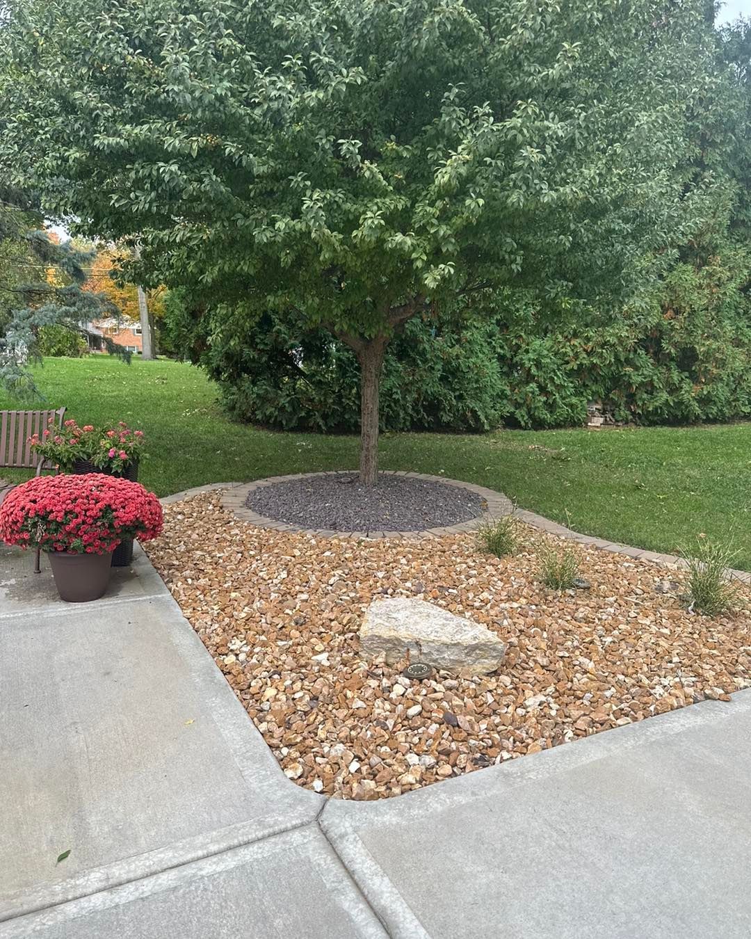 Tree with a rock border in a yard with a concrete walkway. Red flowers in a pot to the left.