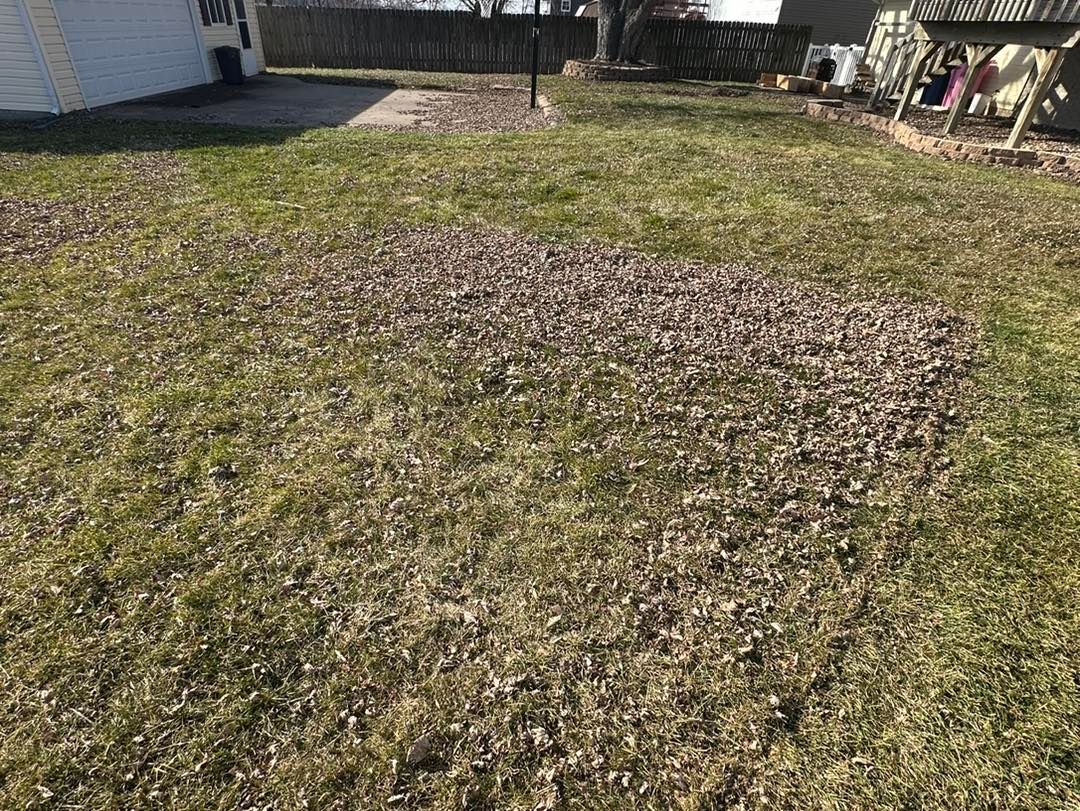 Lawn with dead leaves and patches of grass in a backyard on a sunny day.