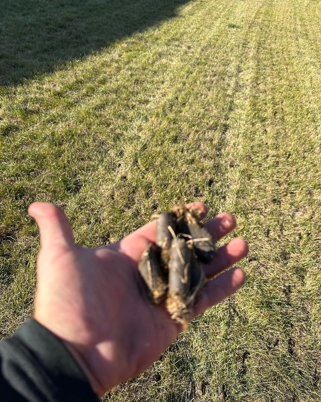 Person's hand holding a clump of dark brown, dried leaves against a grassy lawn.