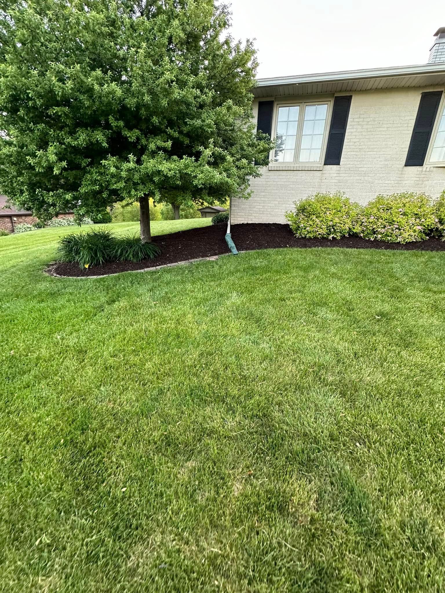 Lawn with green grass, tree, and bushes near a light-colored house with black shutters.