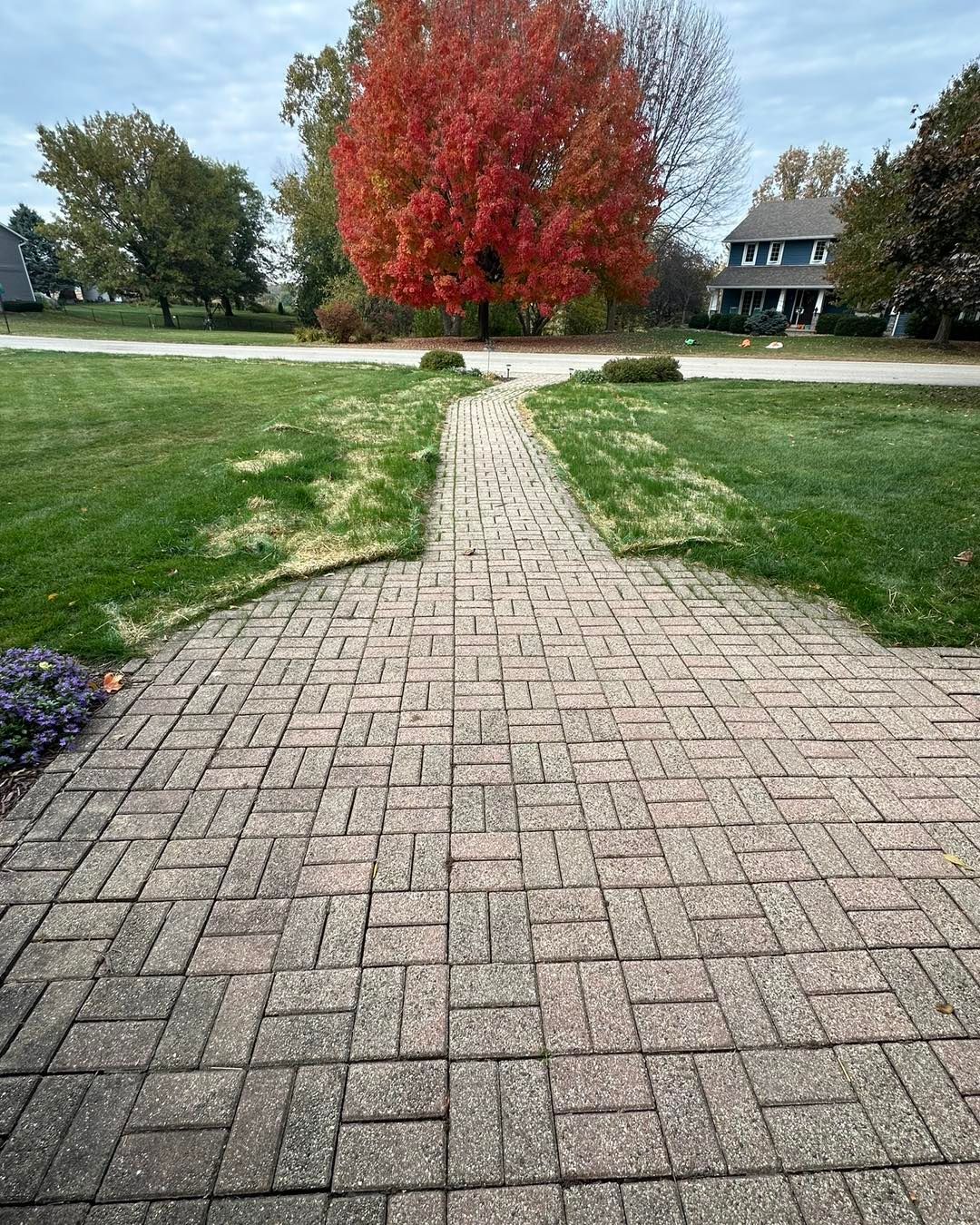 Brick pathway leads to a vibrant red tree in a residential area. Green lawn surrounds the path.