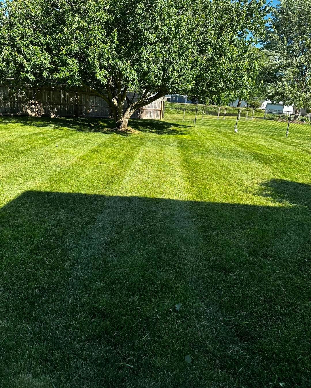 Lawn mowed with distinct stripes under a large leafy tree casting a shadow on the grass. Sunny day.