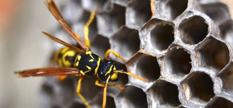 Bee — Yamba Pest Control in Yamba, NSW