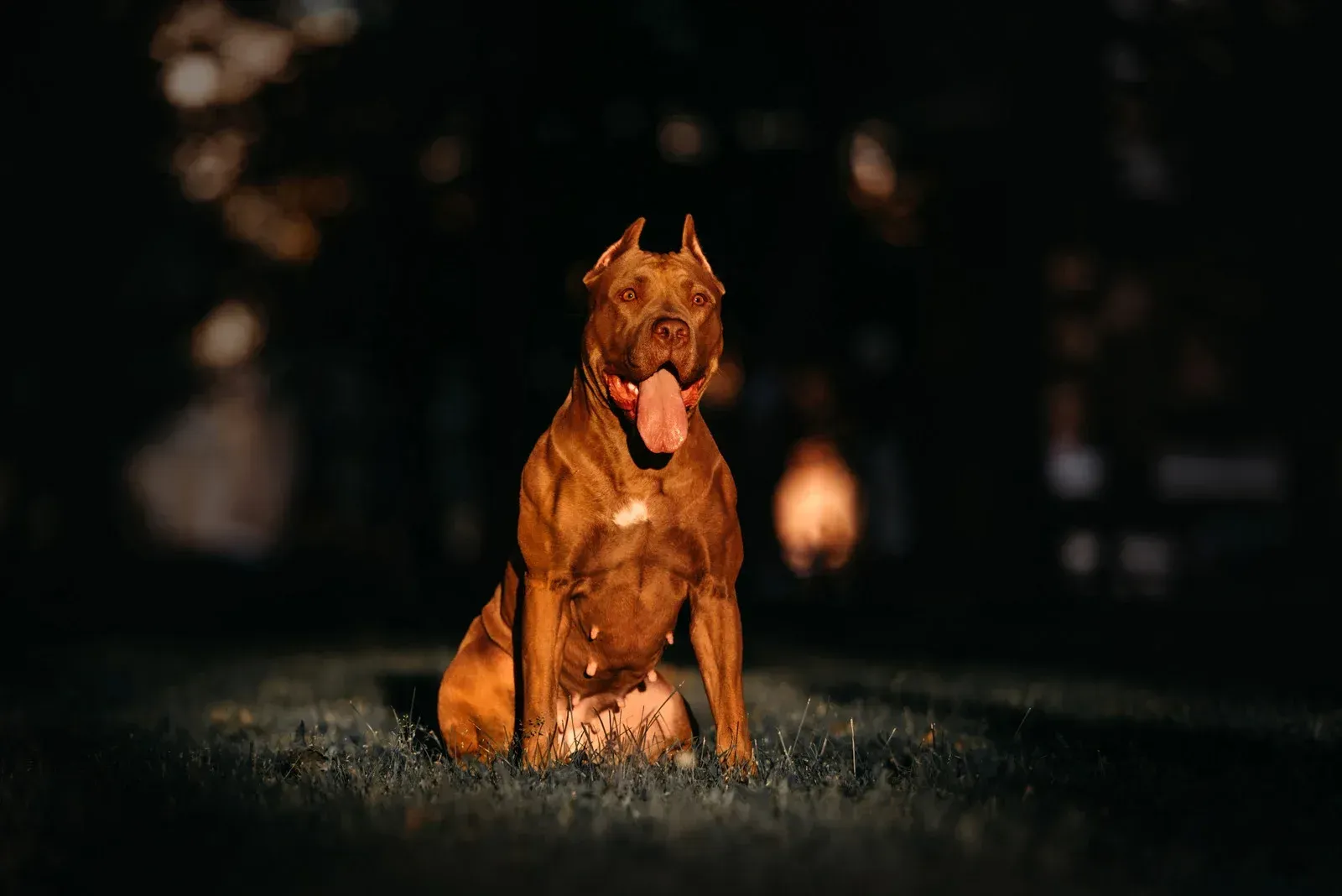 A reddish-brown pit bull sits on grass at night, illuminated by a spotlight, with its tongue hanging out.