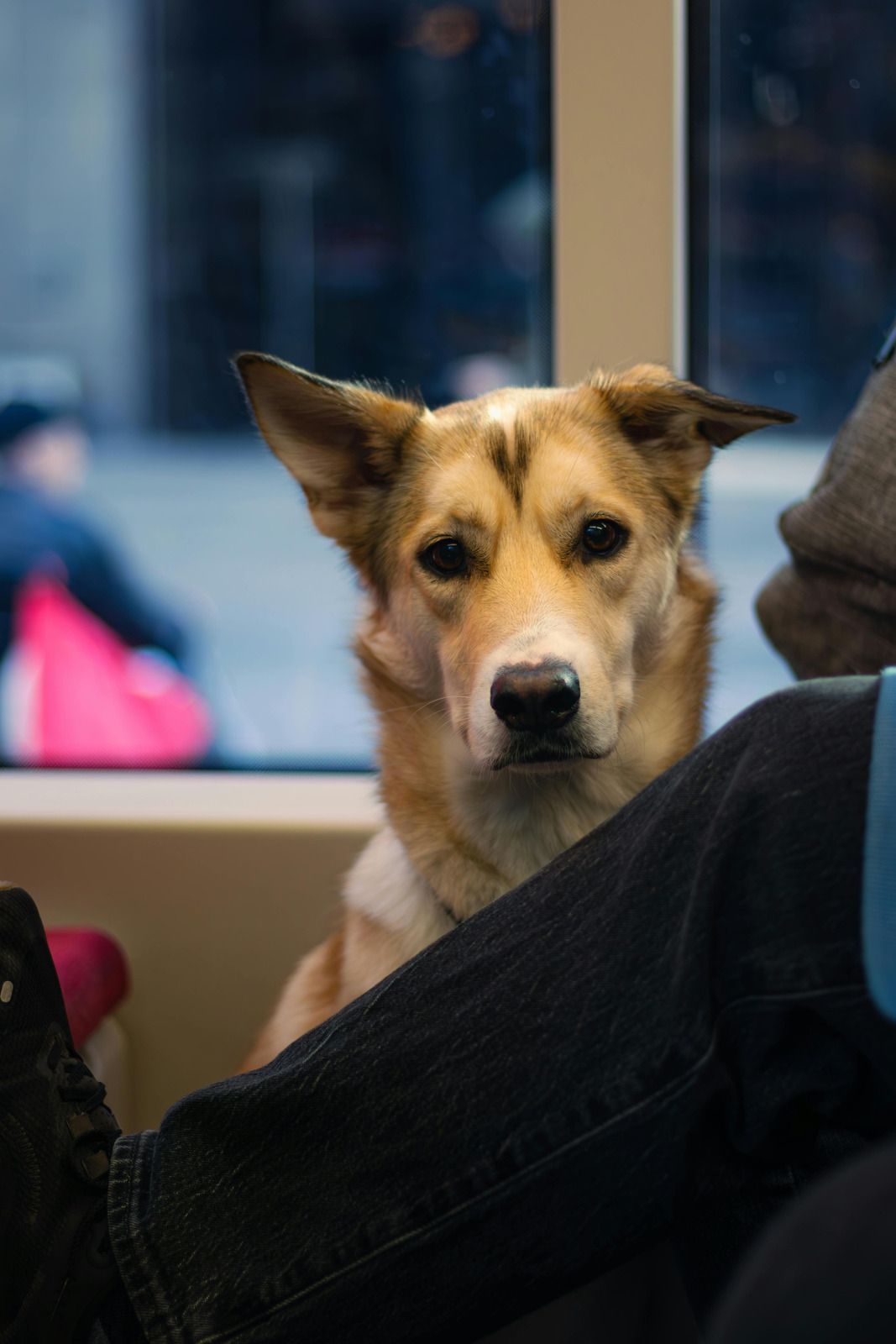 A tan and white dog looking directly at the camera while sitting next to a person on public transportation.