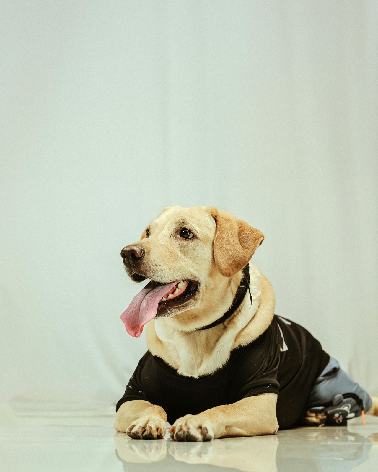 A golden Labrador retriever wearing a black shirt and a prosthetic back leg lies on a white floor against a white backdrop.