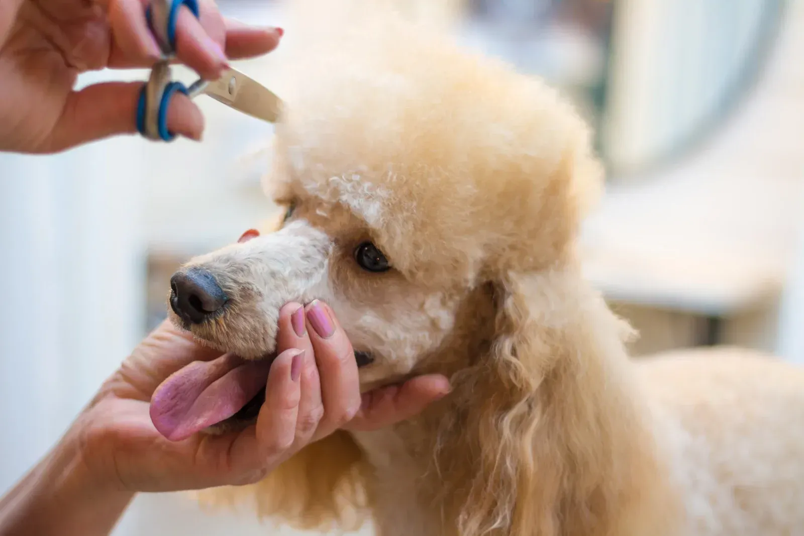 A groomer uses scissors to trim the fur on top of a light-colored poodle's head while holding its muzzle gently.