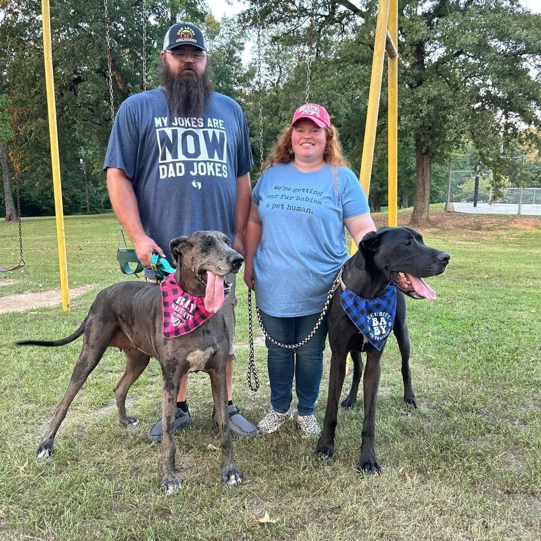 A person with a beard and a person in a red cap stand outdoors with two large dogs wearing bandanas on leashes.