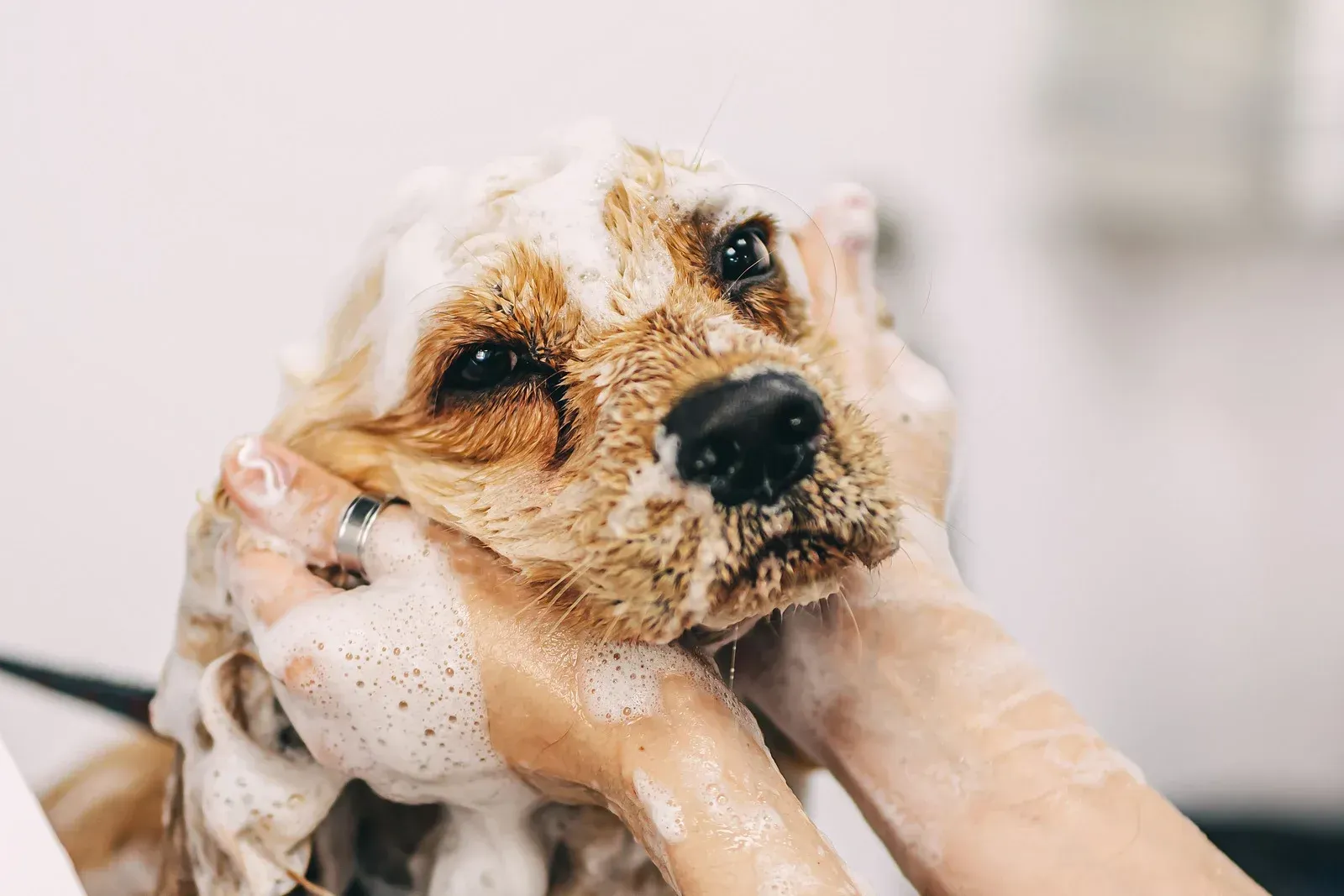 A light-brown dog being gently washed with bubbly soap, held by hands in a brightly lit grooming space.