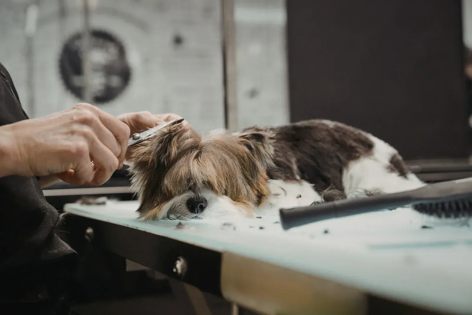 A dog lies on a grooming table while a person uses a comb to groom its fur.