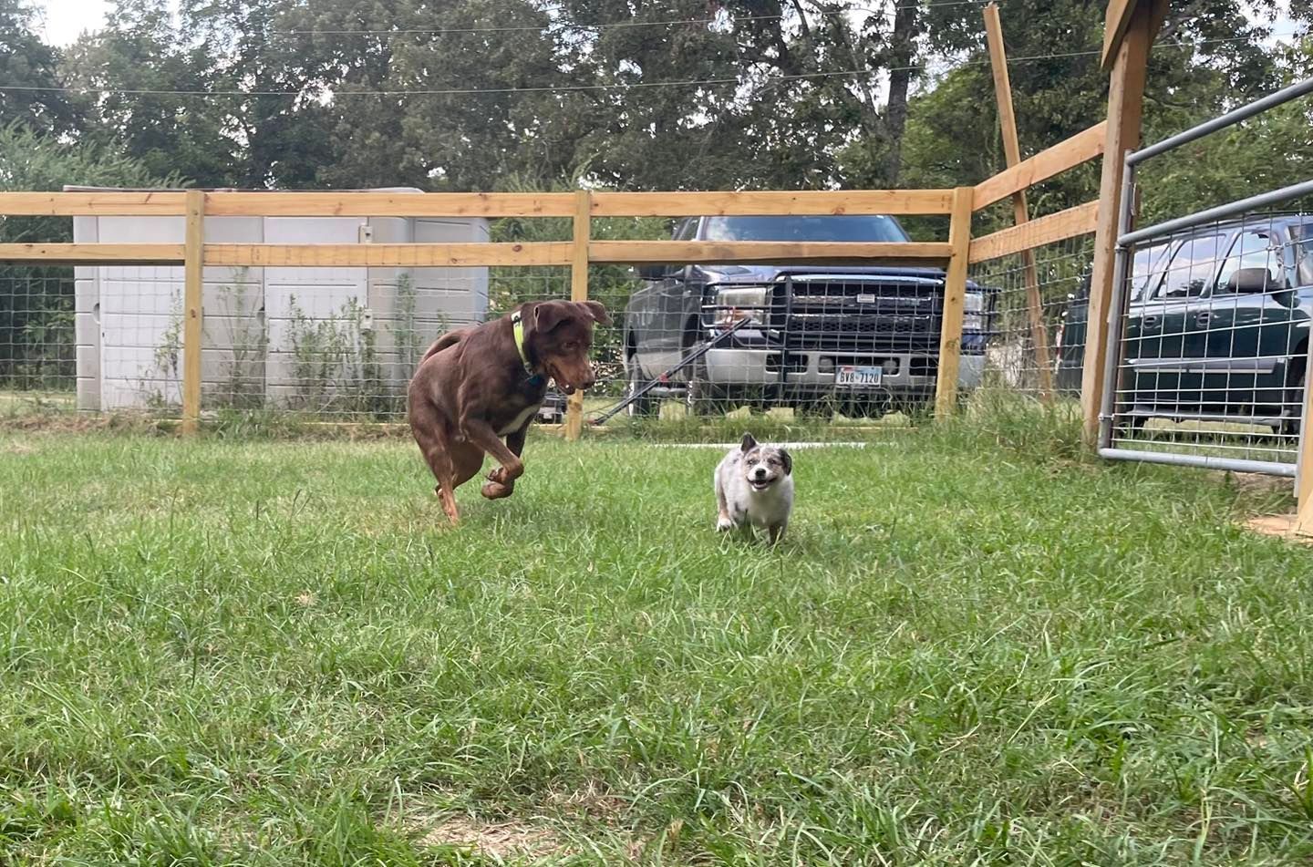 A large brown dog runs toward a small, light-colored dog on a grassy lawn near a wooden fence and a parked truck.