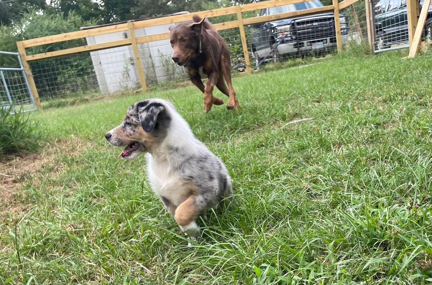 A merle Australian Shepherd puppy runs across a grassy field while a brown dog follows behind near a wooden fence.