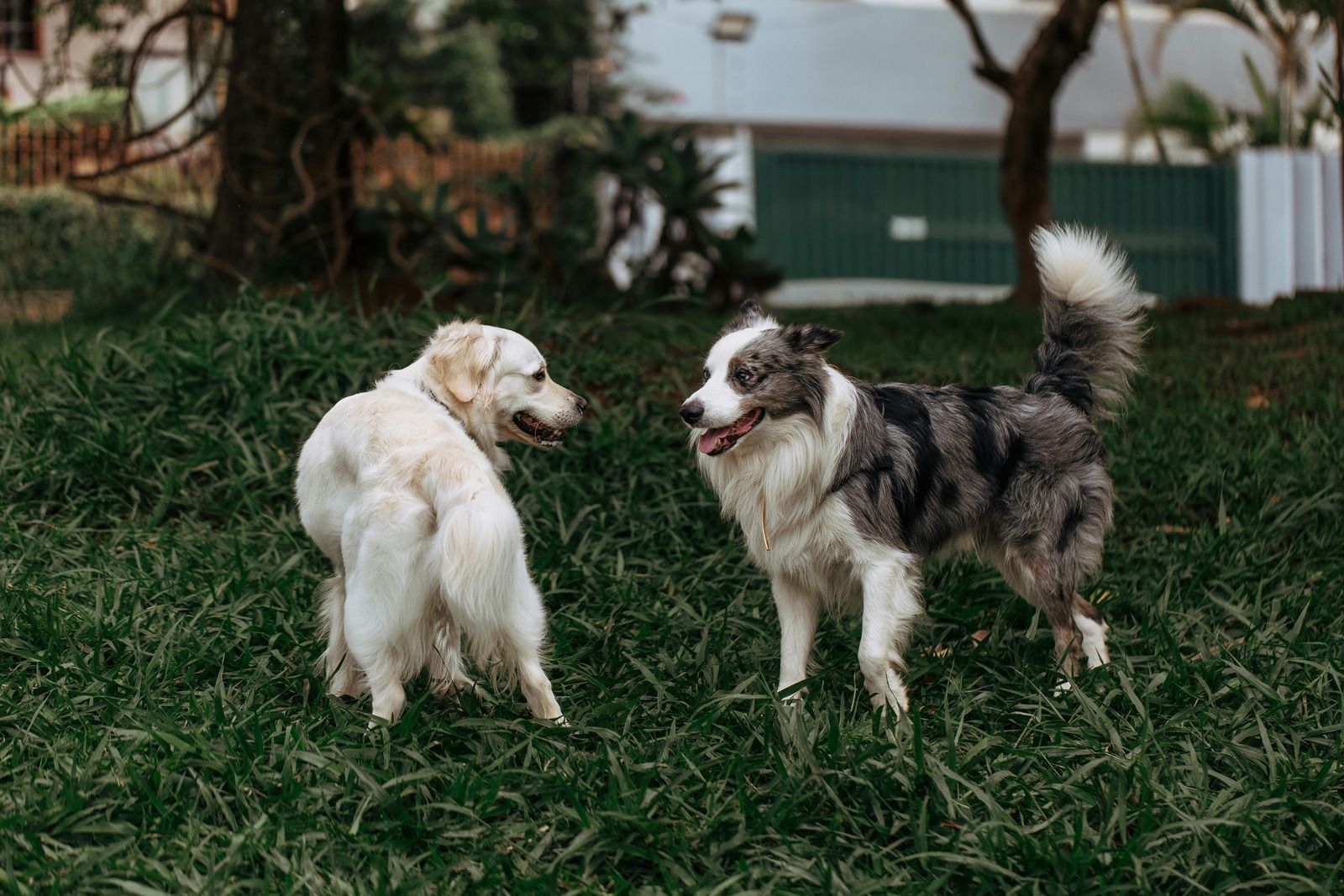Two dogs—one white and one merle-patterned—face each other while standing on a green grass lawn.