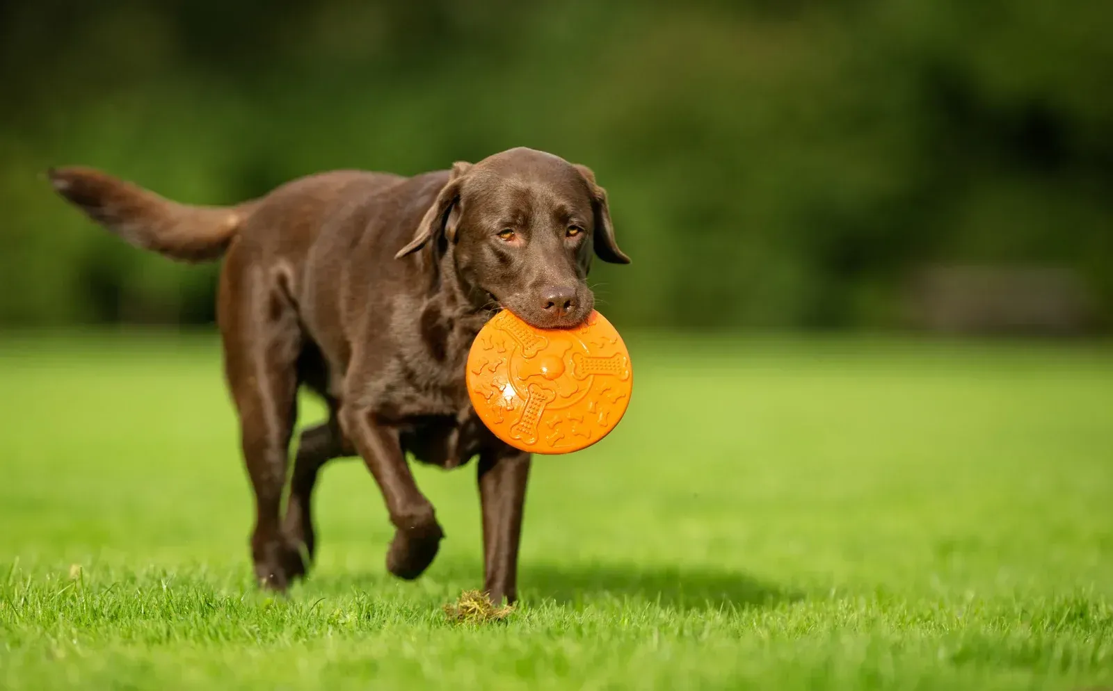 A chocolate Labrador retriever walks across a green grass field, holding an orange disc toy in its mouth.