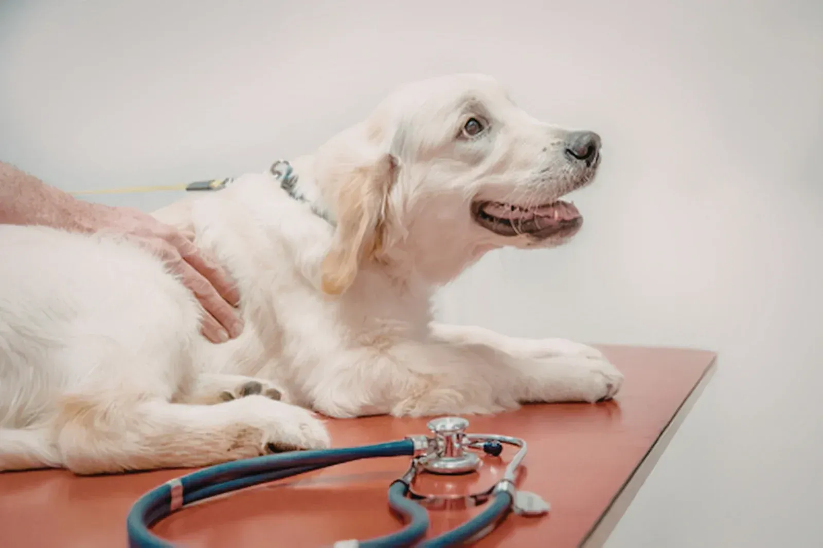 A light-colored dog sits on an exam table while a person’s hand rests on its back, with a stethoscope in the foreground.