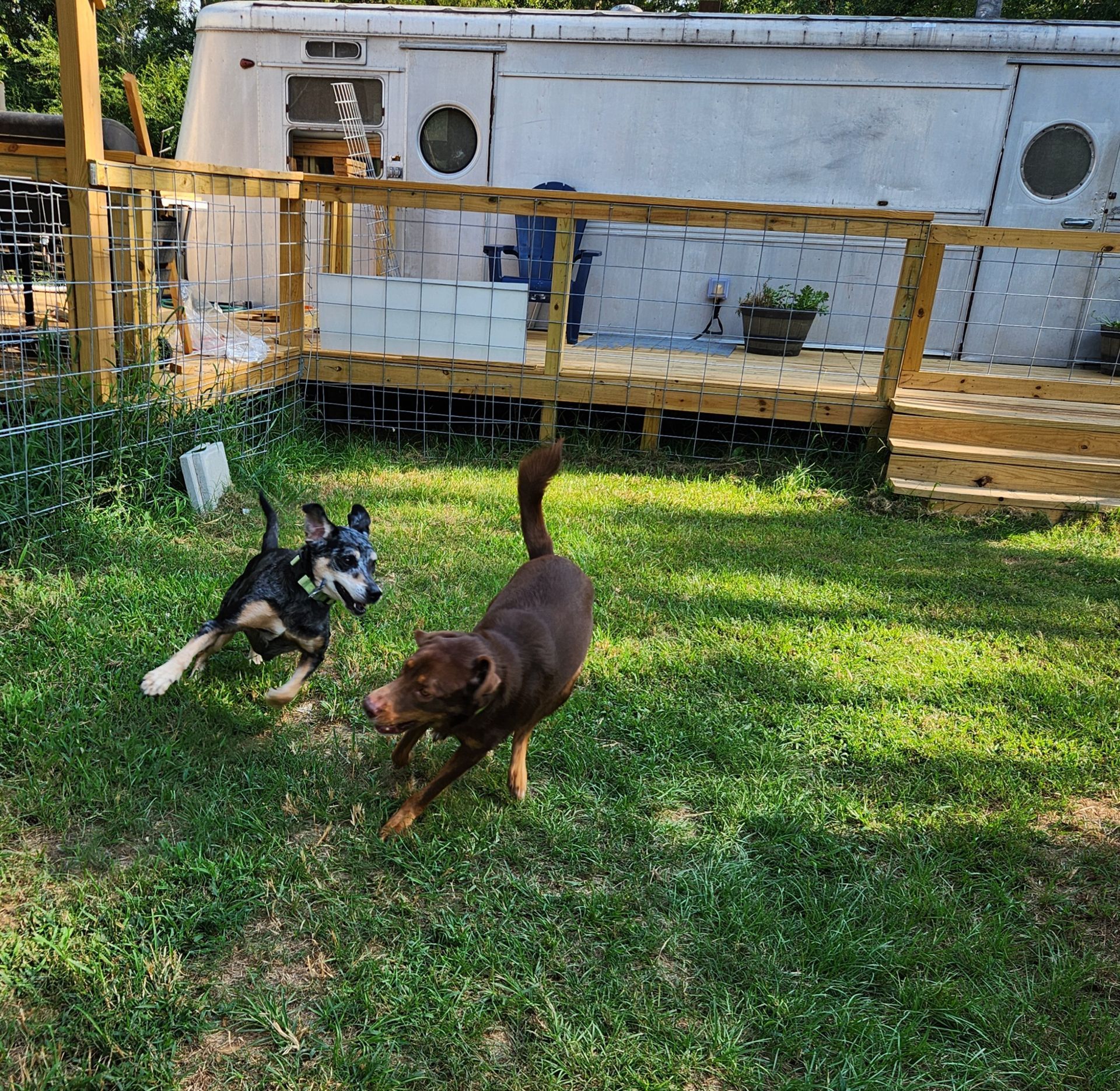 Two dogs playing in a grassy yard in front of a white trailer home with a wooden porch.