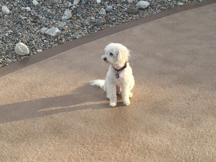 Dog sitting in driveway