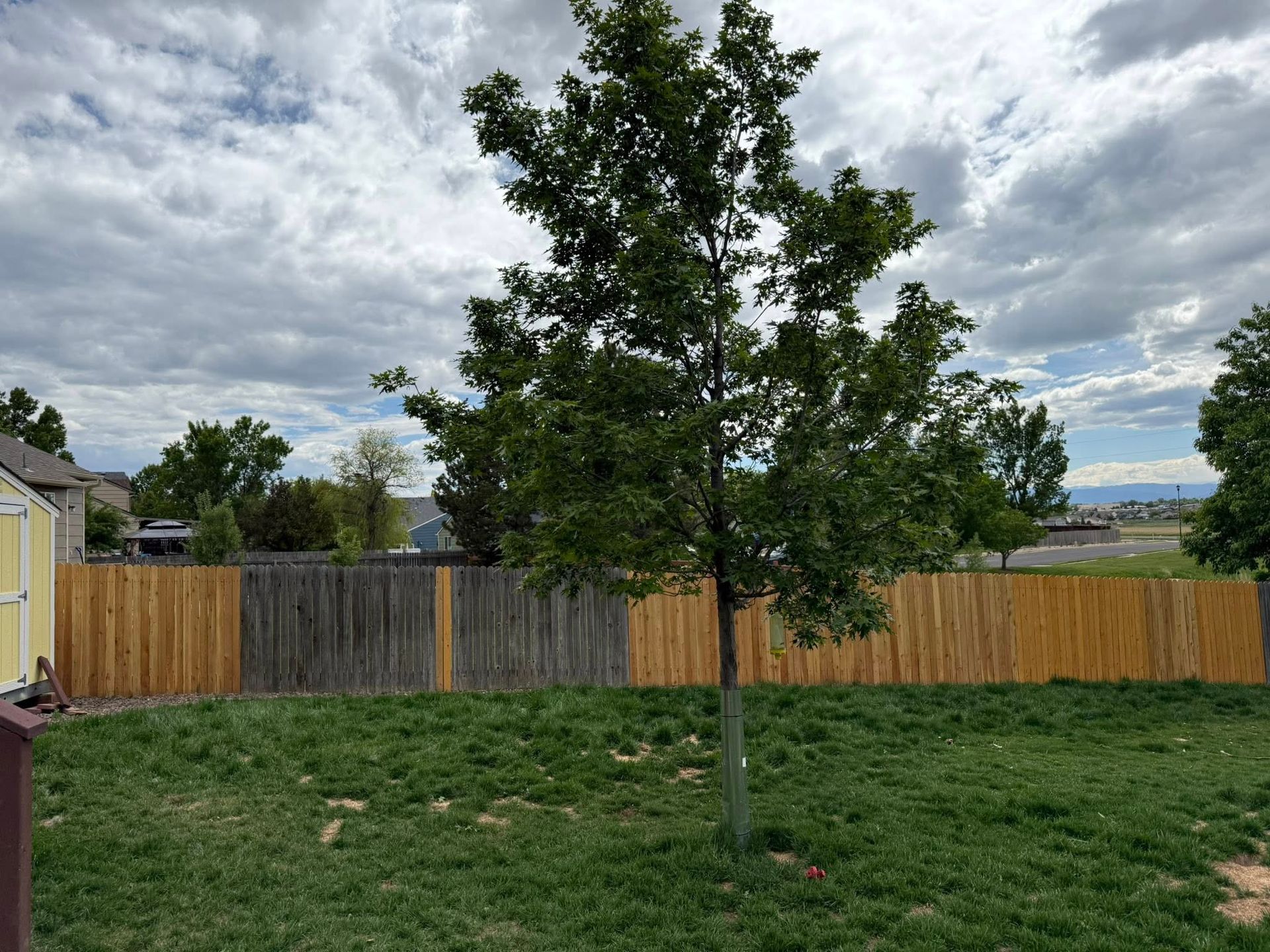 Backyard scene with green grass, wooden fence, tree, and cloudy sky.