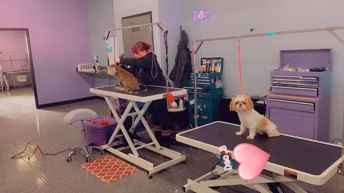 Dog groomer grooming a dog on a grooming table. Another dog waits on a different table. Purple, pink color scheme.