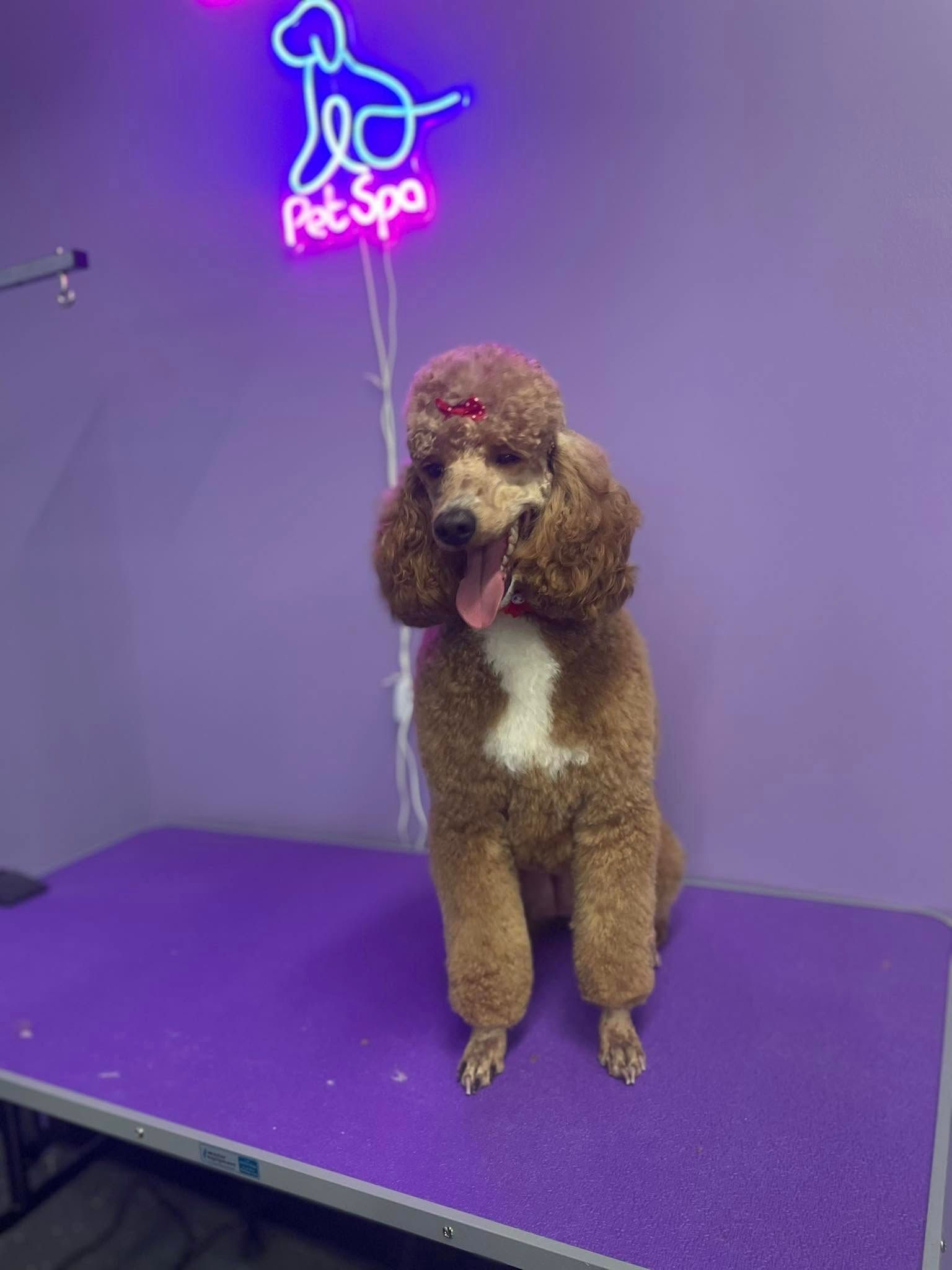 Brown poodle with a white chest, sits on a purple table, under a neon