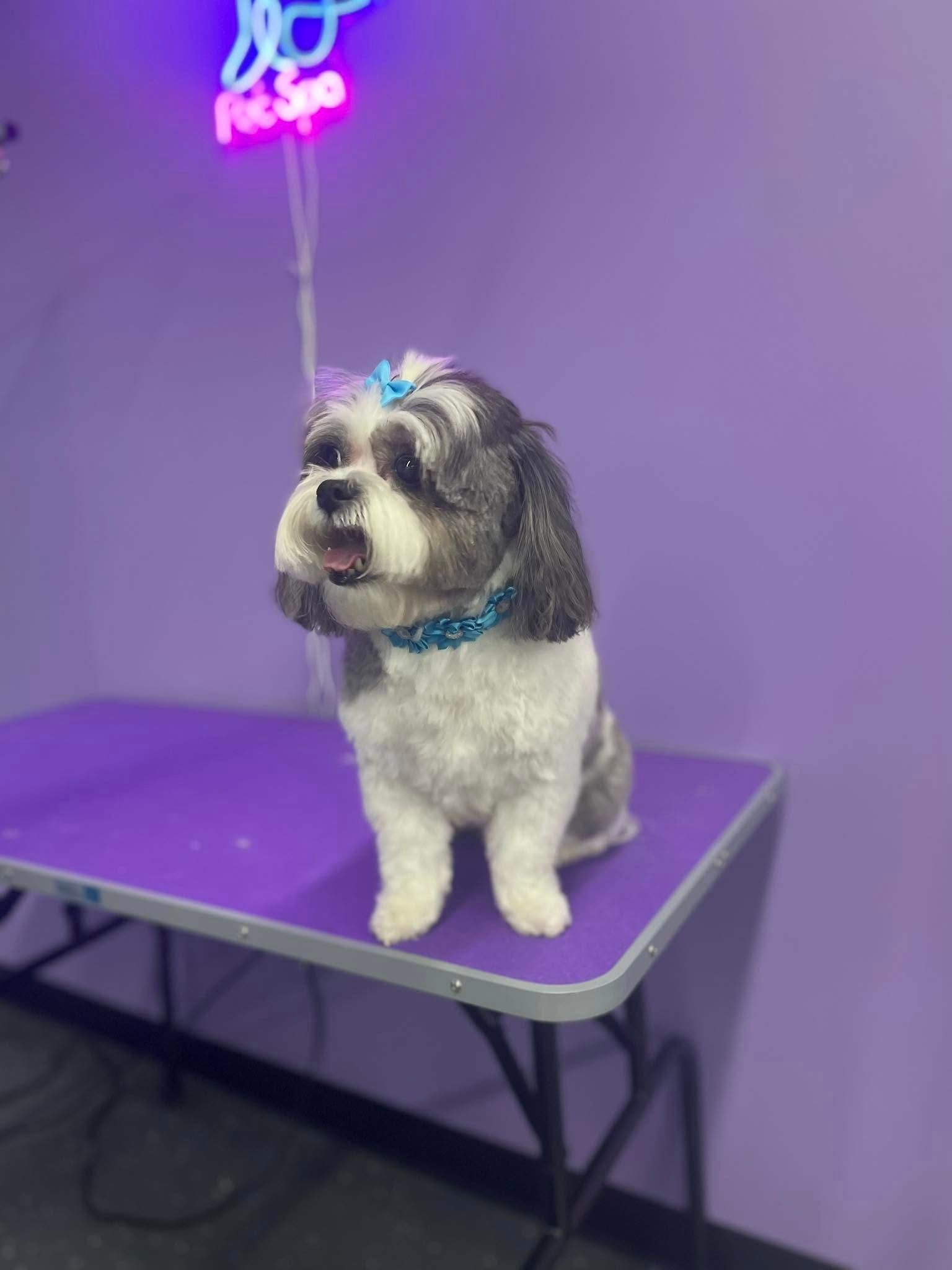 Shih Tzu with a blue bow and collar sits on a purple grooming table.