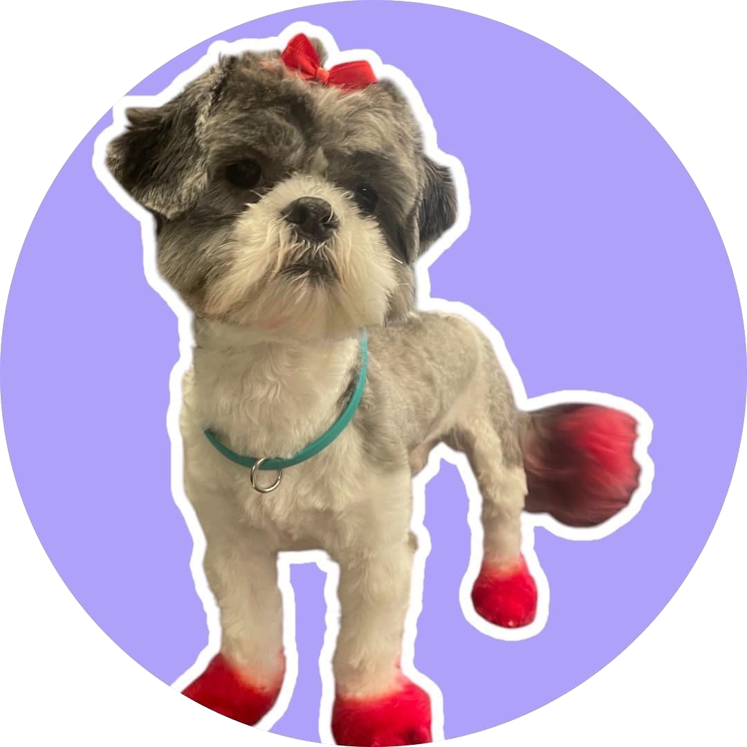 Shih Tzu dog with a bow, blue collar, and red accents on fur, standing on a lilac circle.