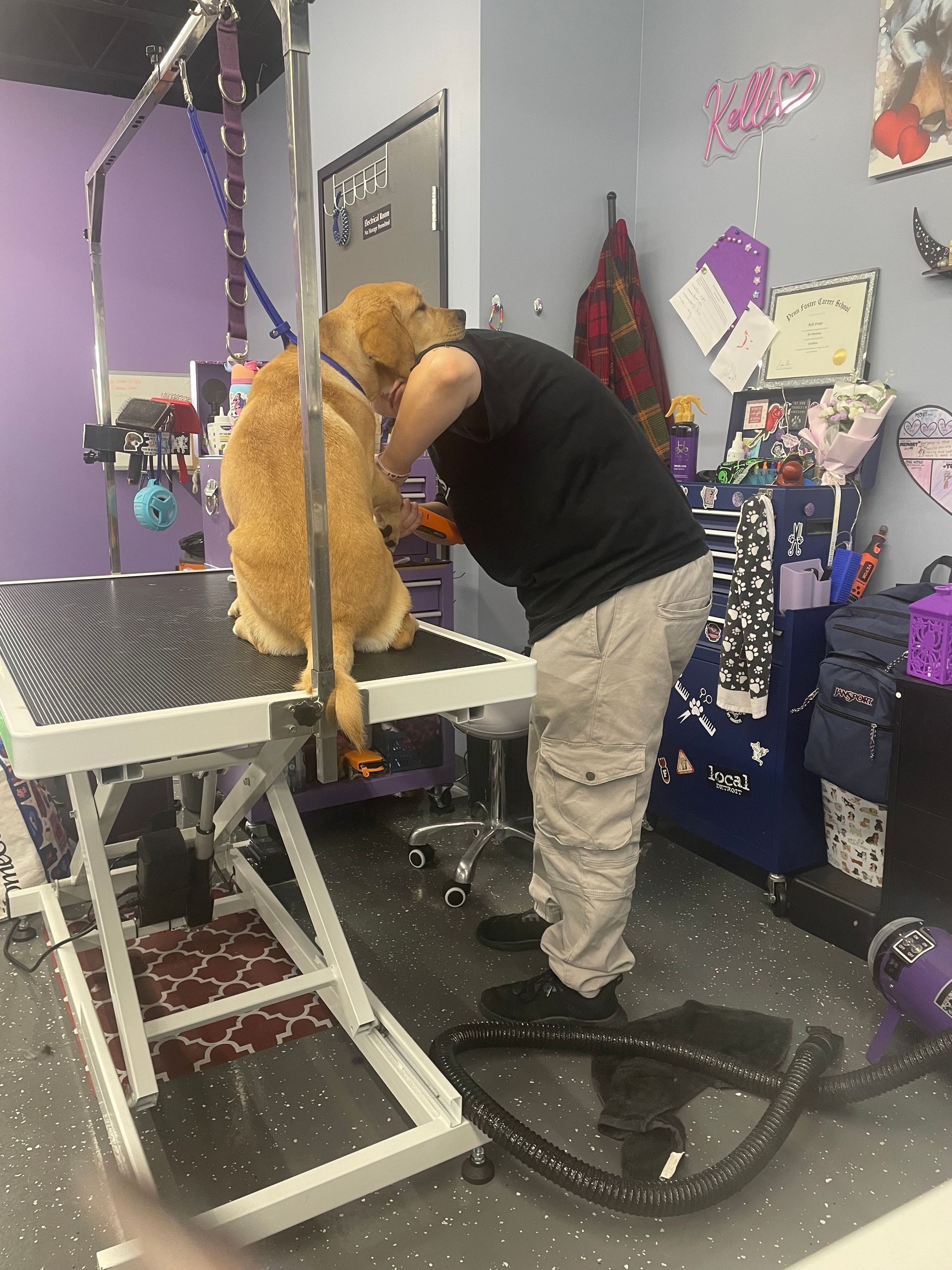 Groomer trimming a light-colored dog on a grooming table in a salon. Purple and blue walls are visible.